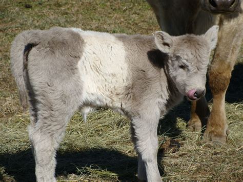 Mini cows are wonderful for small acreage owners. . Mini cows for sale in nc